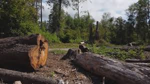 Best Tree Removal Service  in Gurdon, AR