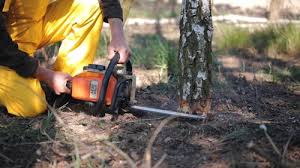 Best Tree Disease Treatment  in Gurdon, AR