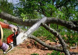 Best Grass Overseeding  in Gurdon, AR