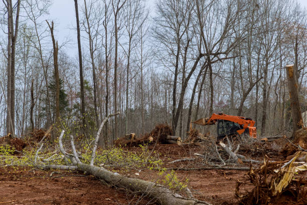 Best Commercial Tree Services  in Gurdon, AR