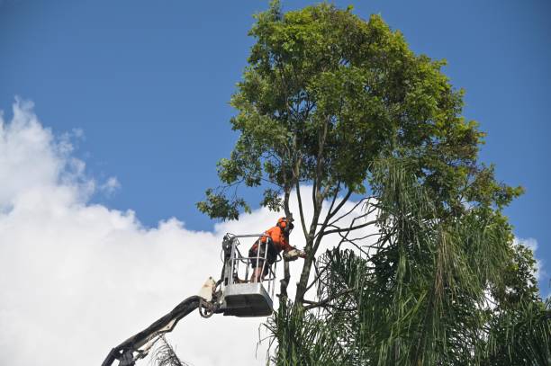 Gurdon, AR Tree Services Company