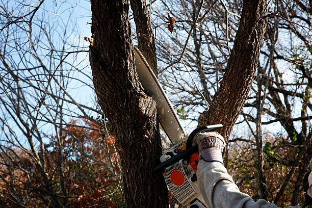 Best Root Management and Removal  in Gurdon, AR