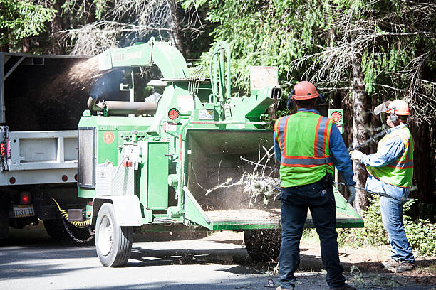 Best Tree Cabling and Bracing  in Gurdon, AR