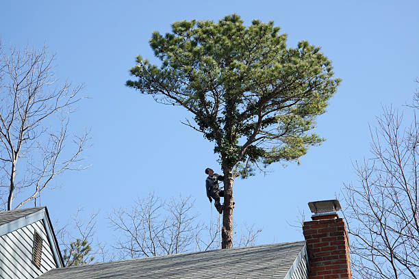 Best Emergency Tree Removal  in Gurdon, AR