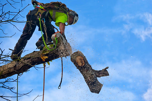 Best Tree Maintenance Programs  in Gurdon, AR