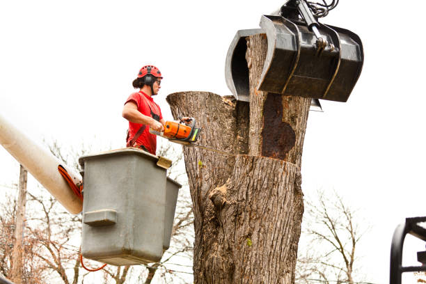 Best Seasonal Cleanup  in Gurdon, AR